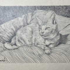 猫を描く