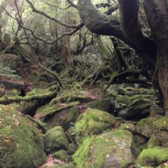 絵日記のススメ（8）屋久島編