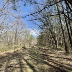 トレイルワン（ラン）