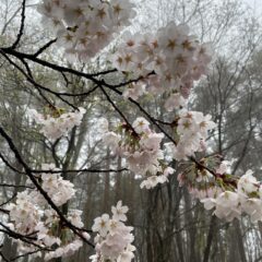 八ヶ岳の桜と次の作品